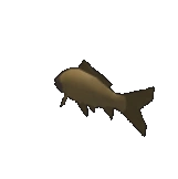 Carp Fish
